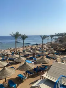 Фотография Розовый Слон 0