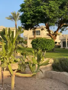 Фотография Розовый Слон 1