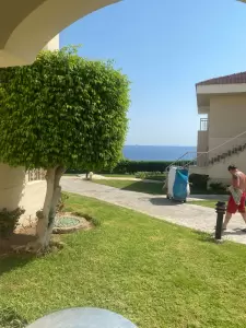 Фотография Розовый Слон 3